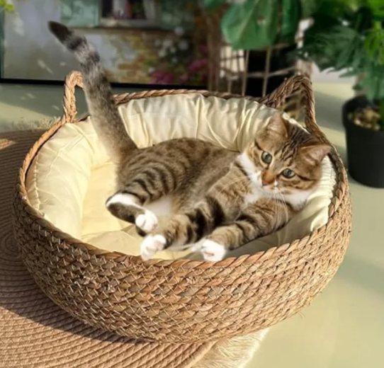Tabby cat sleeping in the handwoven cattail cat bed
