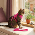 Tabby cat wearing the pink reflective harness and leash on a window seat (AI-styled image)